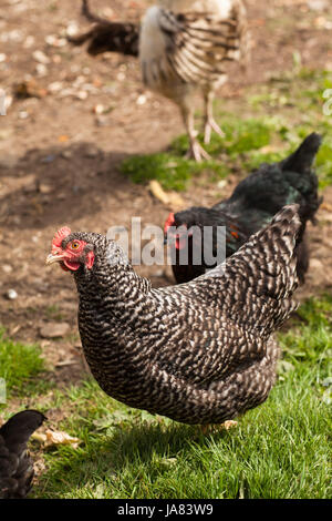 Grande camminata galline in erba Foto Stock