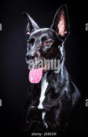 Ritratto in studio di un nero Pastore Tedesco / pitbull mix su uno sfondo scuro. Cane è rivolta in avanti, sorridente e guardando al di fuori della telecamera. Foto Stock