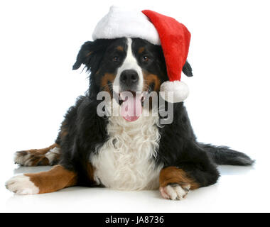 Dolce, isolato, vacanza, vacanze, ferie, vacanze, animale, pet, cappello, cane, Foto Stock