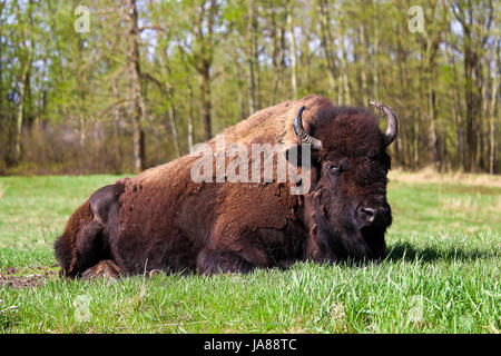 Un maestoso bison sdraiato in un campo di pascolo. Foto Stock