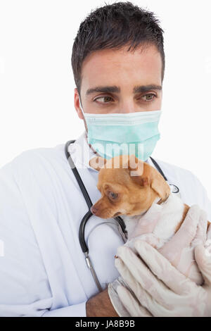 Preoccupati vet maschio tenendo un malato chihuahua su sfondo bianco Foto Stock