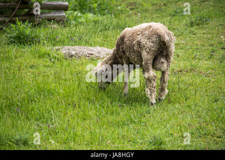 Pecora che pascola in lussureggianti e verdi pascoli. Foto Stock