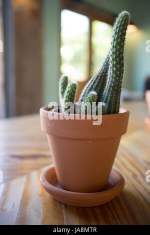 Il Cactus di arachidi, una pianta in un vaso in terracotta Foto Stock