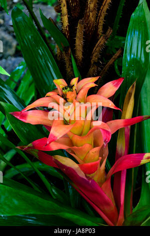 Particolare di bromeliad con le sue foglie, fiori, colori e caratteristiche di texture Foto Stock