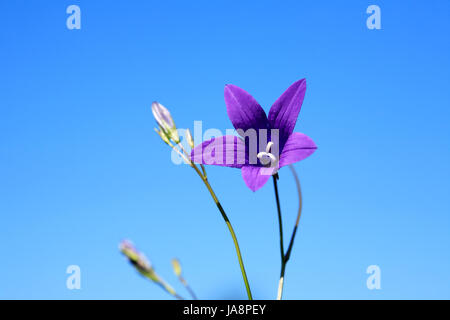 Una bellezza viola campanula contro il cielo blu Foto Stock