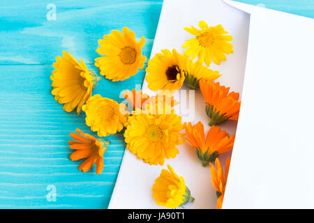 Tagete in busta da lettera su un blu sullo sfondo di legno. Foto Stock