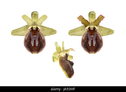 Inizio Spider Orchid - Ophrys sphegodes Foto Stock