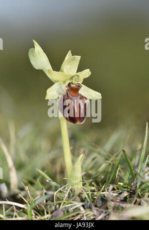 Inizio Spider Orchid - Ophrys sphegodes Foto Stock