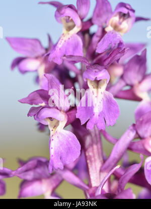 Inizio Purple Orchid - Orchis mascula Foto Stock