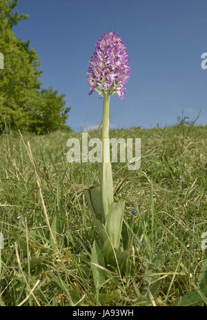 Hybrid Lady x Monkey orchidee - Orchis angusticruris x Foto Stock