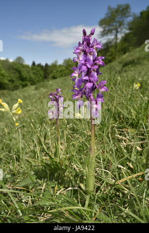 Inizio Purple Orchid - Orchis mascula Foto Stock
