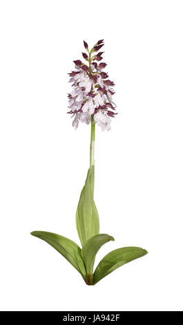 Lady Orchid - Orchidea purpurea Foto Stock