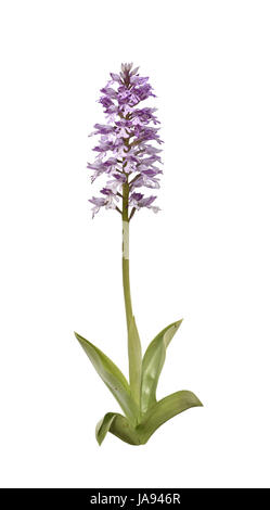 Militare - Orchidee Orchis militaris Foto Stock