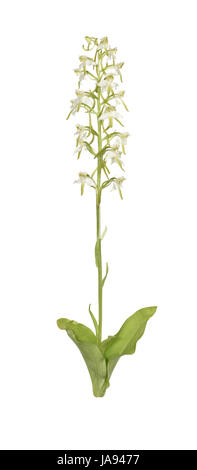 Maggiore Butterfly-Orchid - Platanthera chlorantha Foto Stock