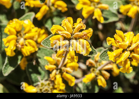 Phlomis cretica, Gerusalemme cretese Salvia fiori gialli Foto Stock