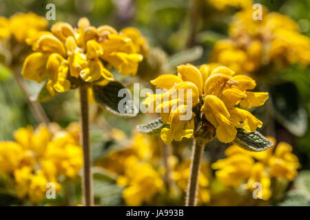 Cretan Gerusalemme Salvia, Phlomis cretica blooming Foto Stock