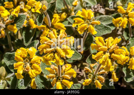 Phlomis cretica, Gerusalemme Salvia Foto Stock