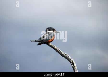 Bella inanellato Kingfisher, megaceryle torquata, sul ramo di un albero, Tierra del Fuego, Patagonia, Argentina Foto Stock