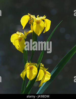 Bandiera gialla iris. Foto Stock