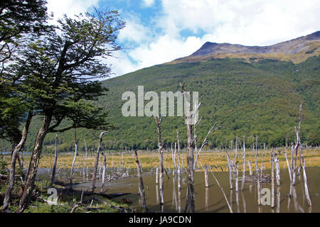 Beaver Dam, Tierra del Fuego, Cile Foto Stock