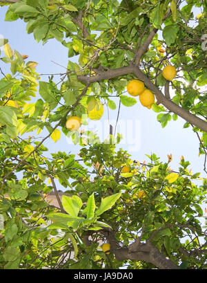 Maturazione freschi limoni e fiori di limone in Maiorca, isole Baleari, Spagna in aprile. Foto Stock