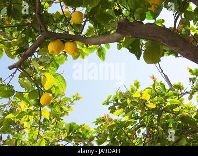 Maturazione freschi limoni e fiori di limone in Maiorca, isole Baleari, Spagna in aprile. Foto Stock