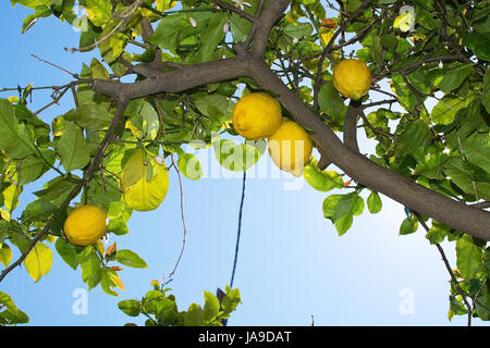 Maturazione freschi limoni e fiori di limone in Maiorca, isole Baleari, Spagna in aprile. Foto Stock