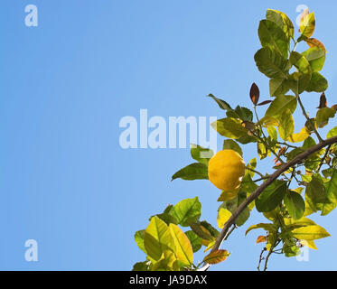 Maturazione freschi limoni e fiori di limone in Maiorca, isole Baleari, Spagna in aprile. Foto Stock