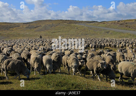 Allevamento di ovini nei pressi di Porvenir, Patagonia, Cile Foto Stock