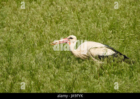Una grande cicogna (Ciconia ciconia) in erba, mangiare una lucertola coda Foto Stock