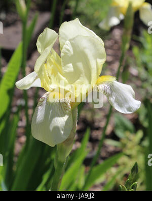Il bel colore giallo pallido fiore di una varietà di Iris pseudacorus, noto anche come bandiera gialla iris. Foto Stock