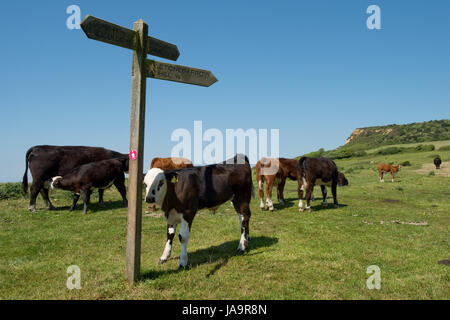 Una mandria di vacche nutrici e di vitelli sul sentiero costiero su Stonebarrow collina ad est di Charmouth nel Dorset in una bella estate precoce dei giorni di maggio Foto Stock