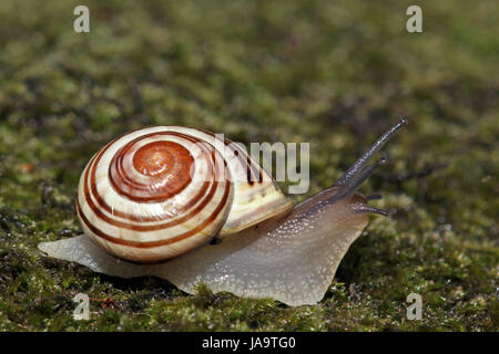 la ricerca per indicizzazione Foto Stock
