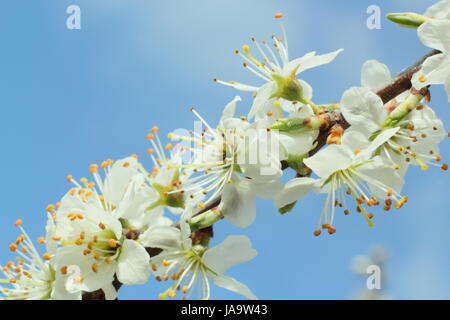 Prugnolo (Prunus spinosa o pruno selvatico, una prima fonte di nettare, nel pieno fiore nella campagna inglese in una giornata di sole in primavera, REGNO UNITO Foto Stock