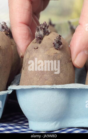 Un giardiniere chits tuberi seme di patate (Charlotte varietà) in una scatola per uova in un tiepido davanzale per incoraggiare i germogli di forte prima di piantare, REGNO UNITO Foto Stock