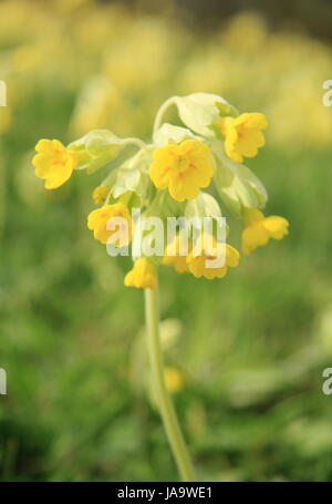 Wild cowslips (primula veris) in fiore in un prato di fieno a metà primavera (aprile), Derbyshire, Regno Unito Foto Stock