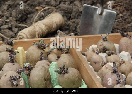 Tuberi seme di patate (Majestic, Charlotte e Rosso Duca di York varietà) chitted in eggboxes sul davanzale, in un orto pronto per la messa a dimora di Foto Stock