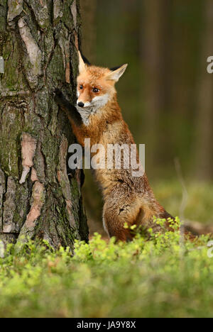 Red Fox spiata da dietro della struttura ad albero Foto Stock