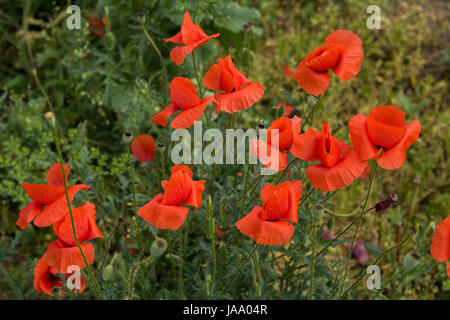 Fiori di papavero nel campo Foto Stock