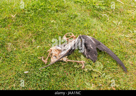 Uccello morto - Manx shearwater (puffinus puffinus) parzialmente decomposto ala mostrando le piume ed esposto a scheletro. Ha predatato sull isola Skomer da altri uccelli Foto Stock