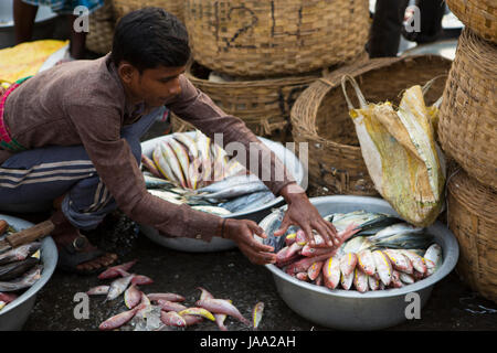 Un pescatore ordina attraverso il suo pesce al Sassoon Dock, Mumbai, India. Foto Stock