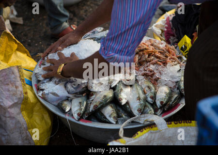 I pescatori messo ghiaccio sul loro carrello di pesce per mantenere freschi a Sassoon Dock, Mumbai, India Foto Stock