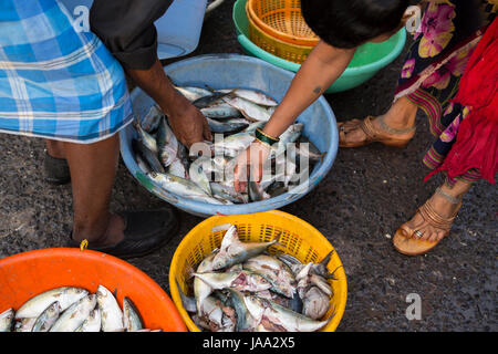 I pescatori e le donne acquistano e vendono pesce da un colorato vasi sul Quayside a Sassoon dock, Mumbai, India. Foto Stock