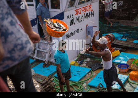 Un pescatore lancia un cesto di pesce fino alla banchina del porto dalla sua barca da pesca a Sassoon dock, Mumbai, India. Foto Stock