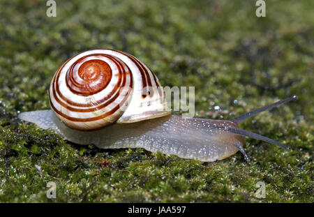 ricerca per indicizzazione Foto Stock
