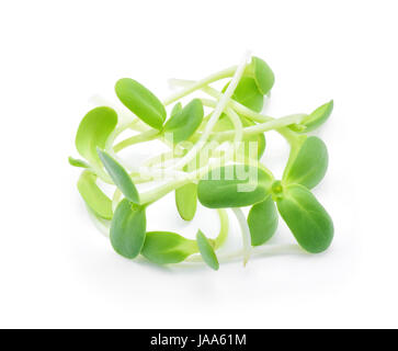 Green giovani germogli di semi di girasole isolati su sfondo bianco Foto Stock