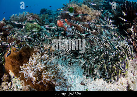 Una scuola di strisce di Anguilla Lupo di mare, Plotosus lineatus, sciame su un Indonesian Coral reef in cerca di cibo. Foto Stock