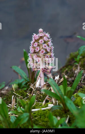 Butterbur, Petasites hybridus, fiore rosa spike sulle rive del Kennet and Avon Canal a Hungerford comune, Berkshire Marzo Foto Stock