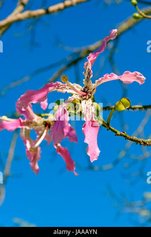 Dettaglio della rosa e withe kapok fiore con cielo blu in background Foto Stock