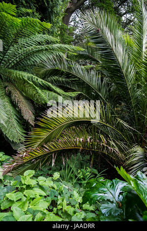 Vegetazione lussureggiante nel sub-tropicale giardino Trebah in Cornovaglia. Foto Stock